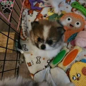 Peanut-Toy, Pomeranian Puppy